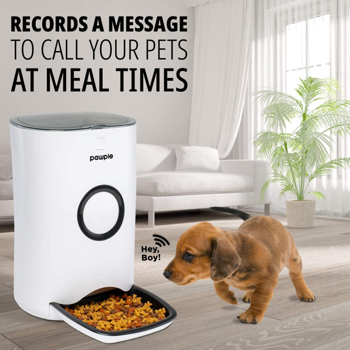 Pawple Pets Pet Automatic Feeder & Reviews Wayfair